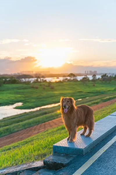 Golden Retriever Standing Side Road — Foto de Stock