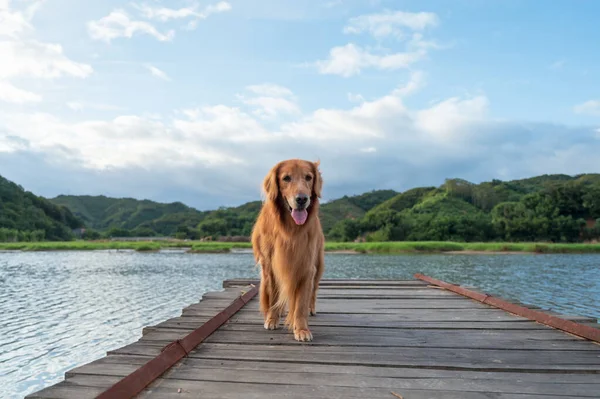 Golden Retriever Standing Wooden Pier Lake — Fotografia de Stock