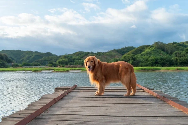 Golden Retriever Standing Wooden Pier Lake — Fotografia de Stock