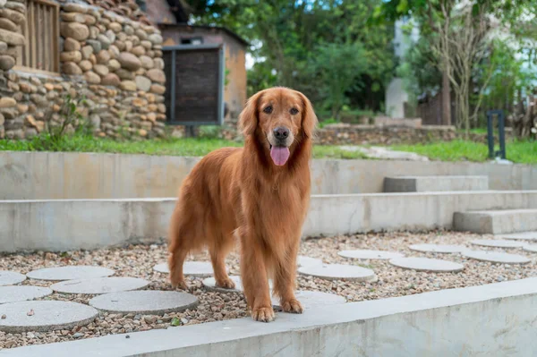 Golden Retriever Standing Garden — Zdjęcie stockowe