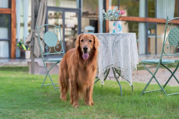 Golden Retriever Στέκεται Στο Γρασίδι Του Κήπου — Φωτογραφία Αρχείου