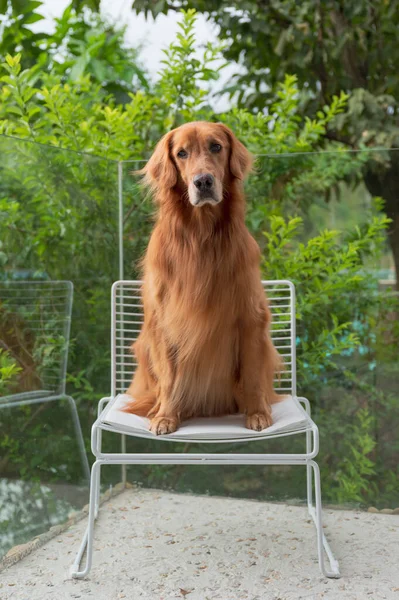 Golden Retriever Sitting Balcony Chair — Zdjęcie stockowe