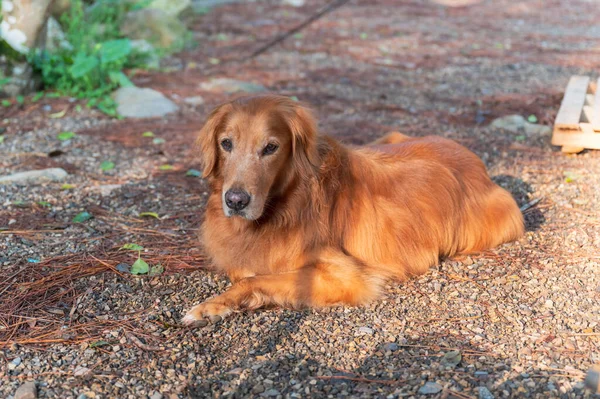 Golden Retriever Dog Lies Outdoor Ground — Stock Photo, Image