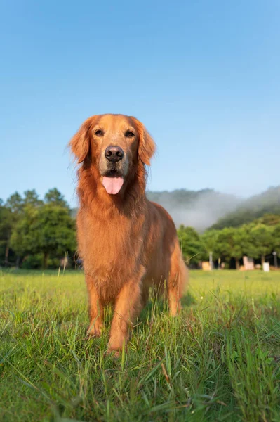 Golden Retriever walking in the grass