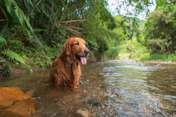 Golden Retriever Brincando Com Água Riacho Montanha — Fotografia de Stock