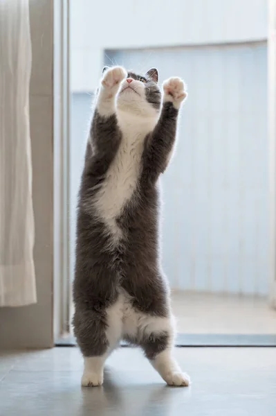 British Shorthair Cat Standing — стоковое фото