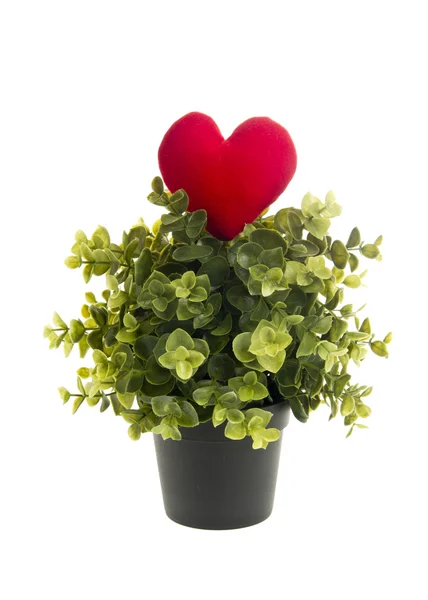 Red heart pillow with plant — Stock Photo, Image