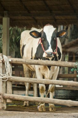 Ahırda bir inek