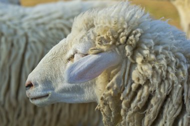 sheep Shot kadar yakın