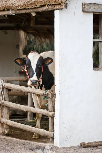 Une vache dans l'écurie — Photo