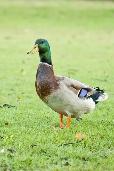 vahşi yeşilbaş ördek