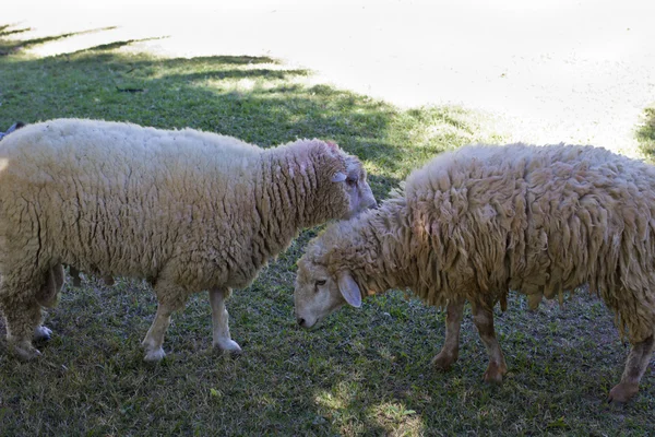 Deux moutons dans la prairie — Photo