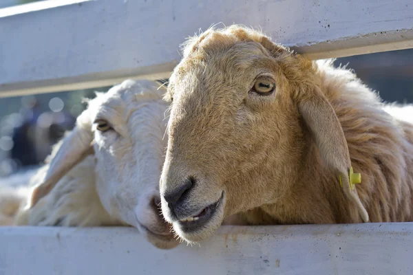 sheep Shot kadar yakın