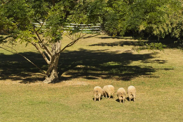 Groupe de pâturage des moutons dans la prairie de printemps — Photo