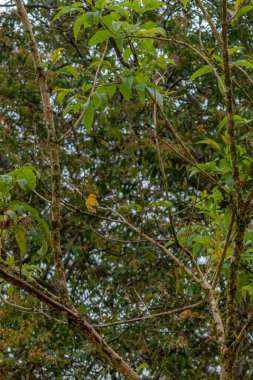 Güneşli bir günde ağaçtaki kanaryalar seyrektir