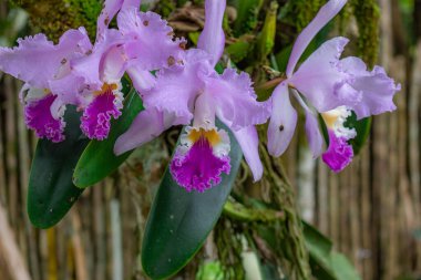 Ön planda mor ile beyaz Kolombiya orkideleri
