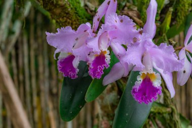 Ön planda mor ile beyaz Kolombiya orkideleri