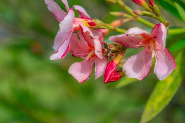 Ön planda sarı böceklerin polen topladığı pembe zambaklar.