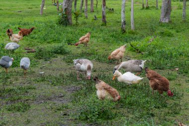 Kolombiya 'daki yeşil bir tarlada kümes hayvanları otluyor.