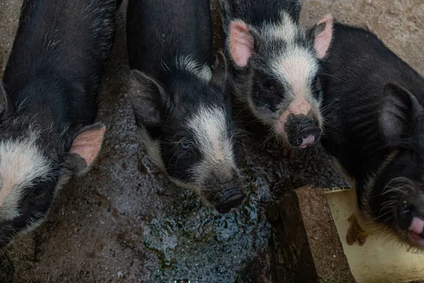 Kolombiya 'daki mini domuz çiftliğine yakın çekim