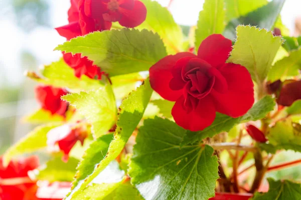 Flores Vermelhas Primeiro Plano Dia Ensolarado — Fotografia de Stock