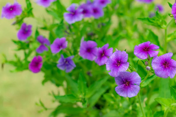Pequeñas Flores Púrpuras Primer Plano Con Fondo Verde — Foto de Stock