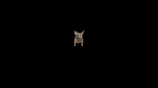 Видеомонтаж Анимации Мыши — стоковое видео