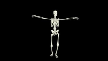 Dans eden İskelet 3D.3D İskelet Dans Animasyonu.. 