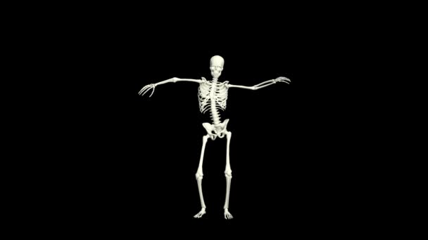 Tanssiva Luuranko Luuranko Tanssi Animation Skeleton Tanssi — kuvapankkivideo