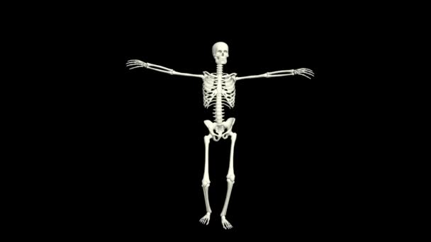 Dancing Skeleton Skeleton Dance Animation Skeleton Dance — Vídeo de Stock