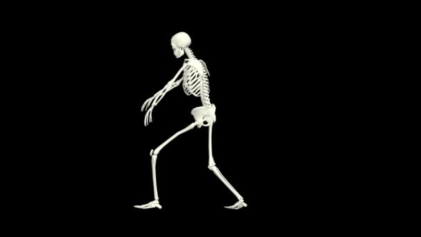 Dancing Skeleton Skeleton Dance Animation Skeleton Dance — Stockvideo