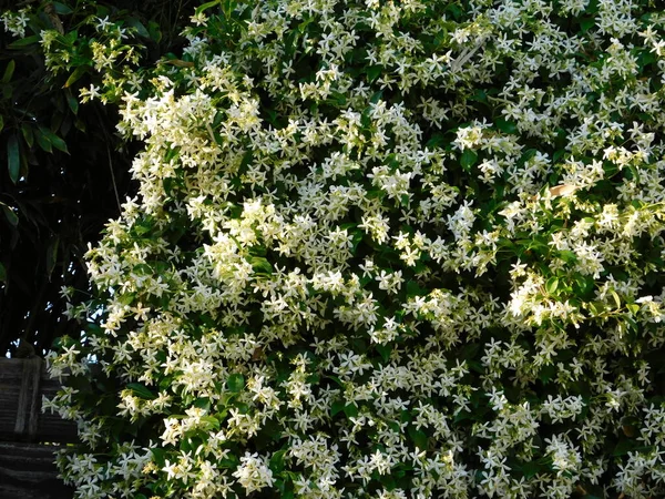 Gelsomino Meridionale Stellare Trachelospermum Rhynchospermum Jasminoides Vite Piena Fioritura Primavera — Foto Stock