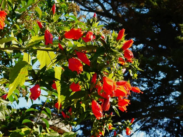 Спящий Гибискус Malvaviscus Penduliflorus Растения Красные Цветы — стоковое фото