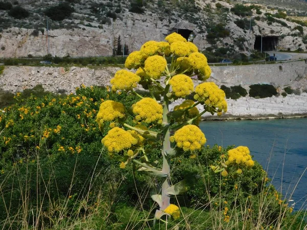 Obrovská Fenykl Nebo Ferula Communis Rostlina Květinami Attica Řecko — Stock fotografie