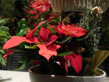 Çiçekçide renkli noktalı yapraklar ve çiçekler