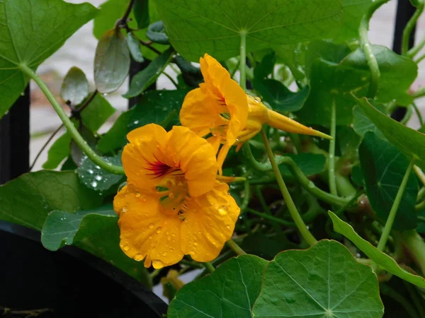 Kerti Nasturtium Vagy Tropaeolum Majus Sárga Virágok Eső Után — Stock Fotó