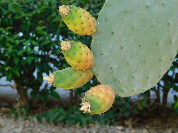 Φυλλώδη Φύλλα Φυτού Prickly Pear Opuntia Ficus Indica Φρούτα Στην — Φωτογραφία Αρχείου