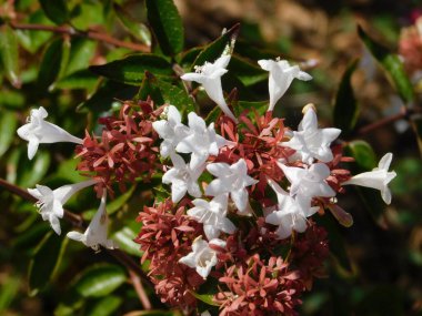 Abelia görkemli çalı yaprakları ve beyaz çiçekler.
