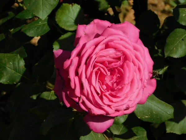 Uma Bela Rosa Rosa Rosa Uma Abelha — Fotografia de Stock