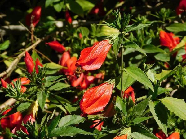 Спящий Гибискус Malvaviscus Penduliflorus Растения Красные Цветы Мед Пчелы — стоковое фото