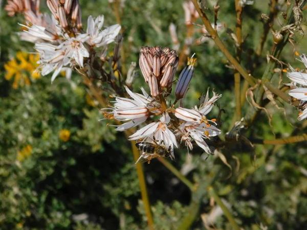 Asphodelus Aestivus Plant Flowers Honey Bee — Stock Photo, Image