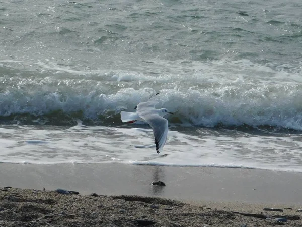 Una Gaviota Sobrevolando Playa Glyfada Grecia —  Fotos de Stock