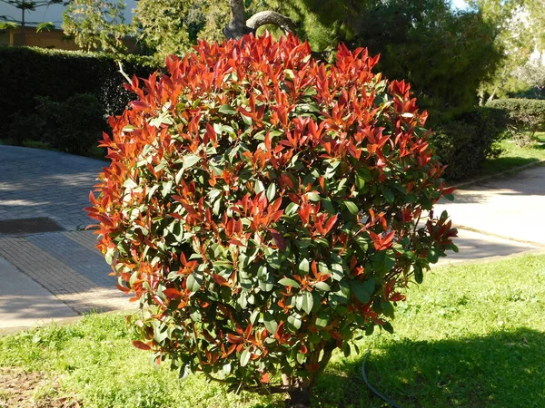 Fotinia Fraseri Czerwony Krzew Rubinowy Czerwonymi Zielonymi Liśćmi Parku Attyce — Zdjęcie stockowe