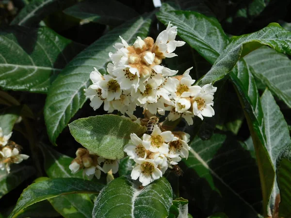 Loquat Eller Eriobotrya Japonica Träd Blommor Höst Och Honung Eller — Stockfoto