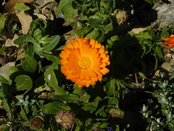 Kadife Çiçeği Calendula Resmi Çiçeği Portakal Çiçeği — Stok fotoğraf