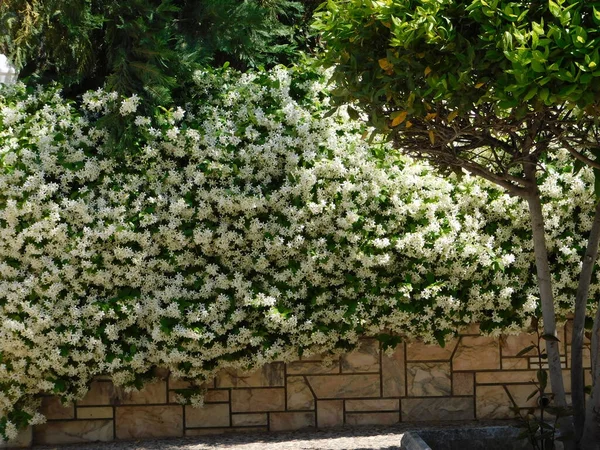 Blühender Südlicher Jasmin Oder Trachelospermum Oder Rhynchospermum Jasminoides Reben — Stockfoto