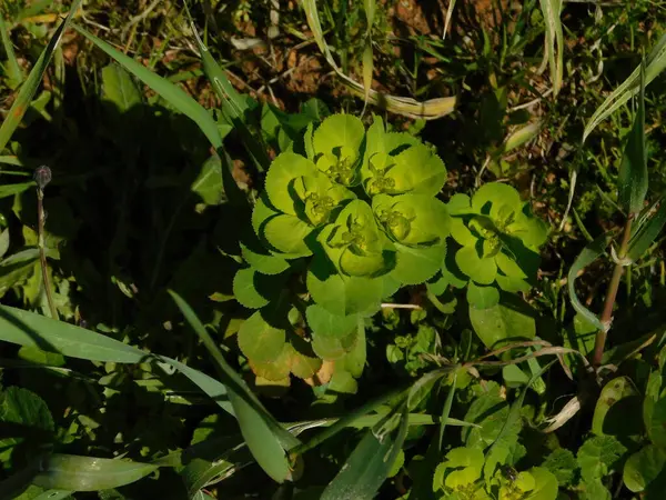 Sun Spurge Euphorbia Helioscopia Planta Selvagem Atenas Grécia — Fotografia de Stock