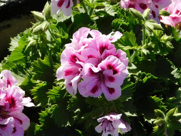 Білий Рожевий Фіолетовий Пеларгоній Або Квіти Герані — стокове фото