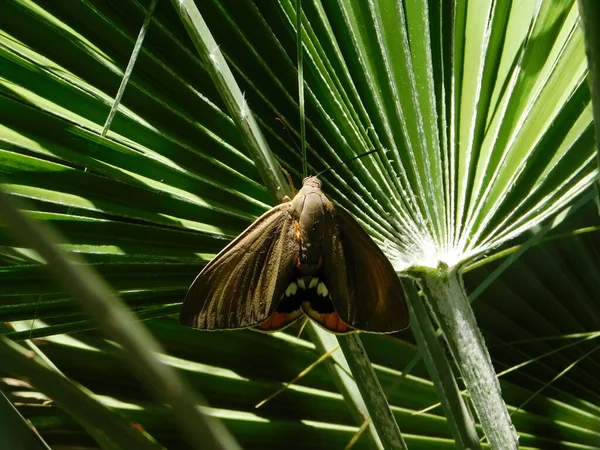 Une Palangre Amérique Sud Archon Paysandisia Grand Papillon Athènes Grèce — Photo