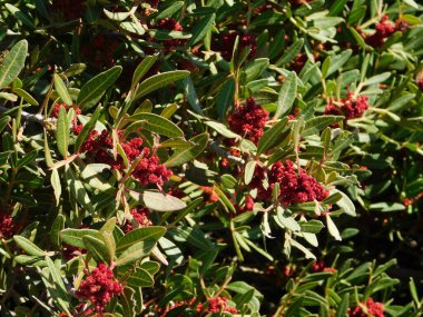 Yunanistan 'ın Attica kentinde çiçek açan bir mastik veya lensi veya pistacia mercimek çalısı